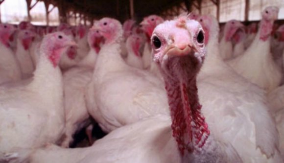 A fél országot elárasztották Magyarországról származó, fertőzésgyanús pulykahússal