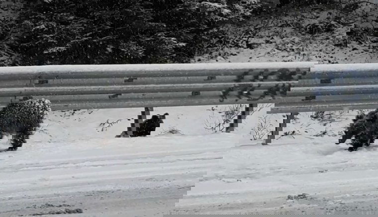 Bukfenc a hóban: ezek a medvebocsok energikusan kezdték az új évet (VIDEÓval)