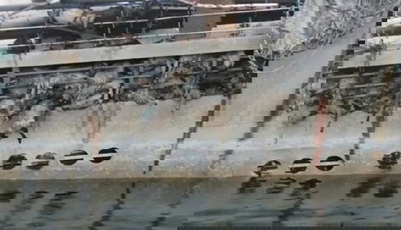 Hamvasztás helyett elföldelték a midiai kikötőben megfulladt juhok ezreit – az anthrax kedveli ezt (VIDEÓval)