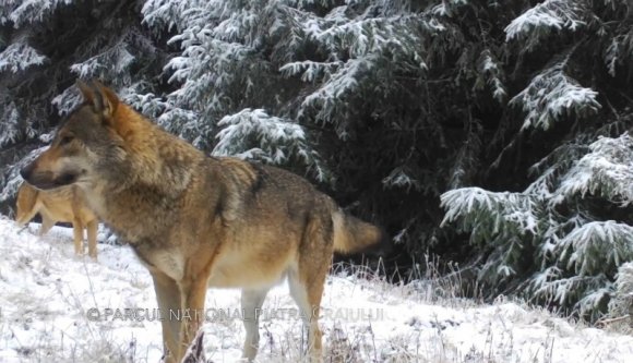 Ritkán láthatunk ilyen jó minőségű közelképeket egy teljes farkasfalkáról (VIDEÓval)