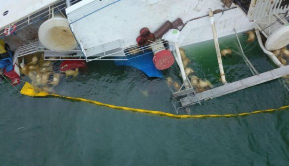 Két hónappal a baleset után még mindig szerencsétlenkednek a mentőegységek a több ezernyi juhval a fedélzetén felborult hajón