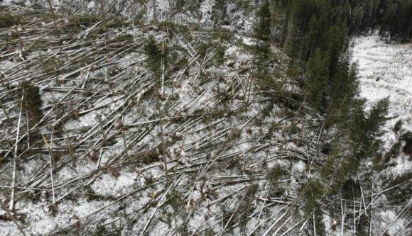 Kolozsvártól Münchenig lehetne embermagasságú falat építeni a fából, amit a szél kidöntött két megyében