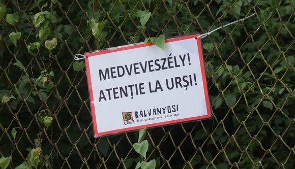 Tusványos előtti örömhír: kevesebb medve bóklászik Tusnádfürdő utcáin