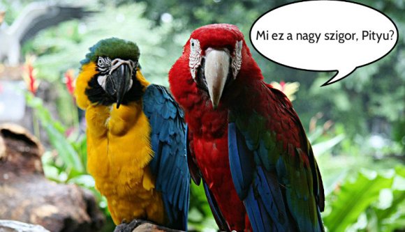 Harminc papagájjal és egy kutyussal indult sétára egy suceavai férfi. Karantén lett a vége