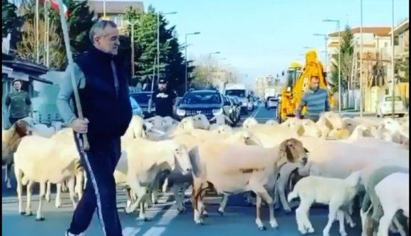 A tavasz mioritikus hírnöke: megsétáltatta a birkáit Bukarest utcáin Becali, a sztárcsobán (VIDEÓval)