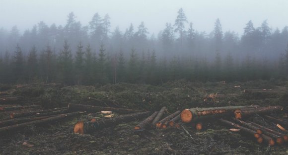 Az elmúlt évek legmasszívabb erdőirtásának nyomaira bukkantak Máramarosban