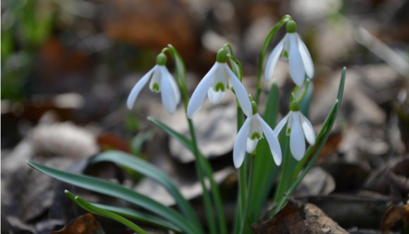A járványidőn bezárkózó Erdélybe beszökött a Tavasz  (FOTÓK)