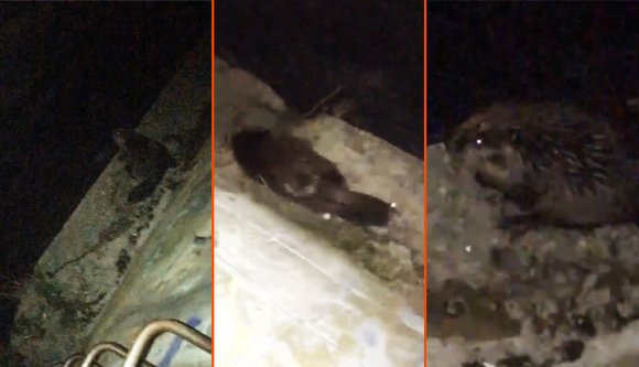 Emlősészleleti ritkaság: hód mozog Kolozsvár központjában! (VIDEÓval)