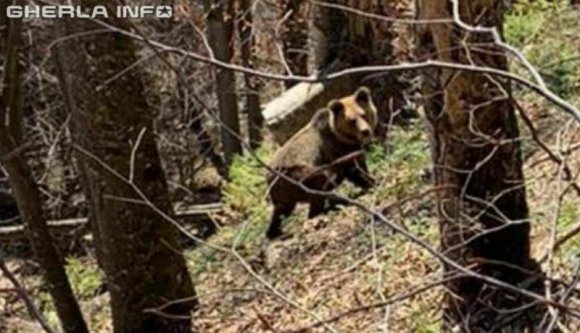 Felélénkültek a medvék Hargita megyében, de Szamosújvár közelében is megjelent egy (VIDEÓval)