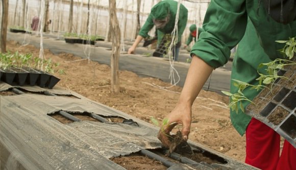 Legalább húsz, román vendégmunkásokkal teli járat repül Nagy-Britanniába a közeljövőben