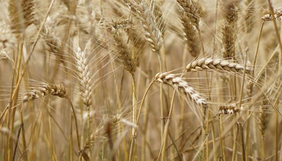 Egy görög miniszter betámadta Romániát az EU-nál, amiért hazánk gabonaexport-tilalmat akart bevezetni a szükségállapot idejére