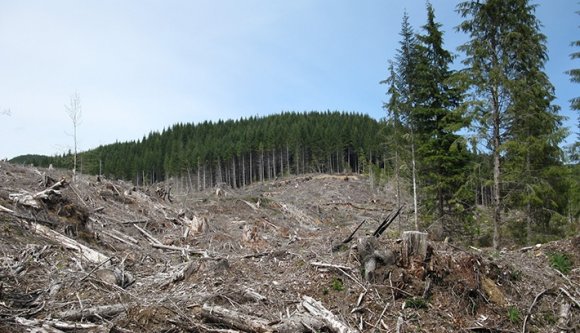 Környezetvédelmi tárca: dehogy kell leállítani a törvényes favágást a szükségállapot idején