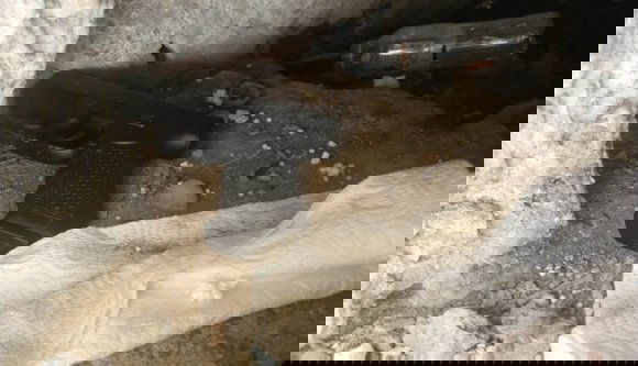 Románia kis Szicíliája: egy újságíró meggyilkolását tervező maffiózókra csapott le a DIICOT Temesváron