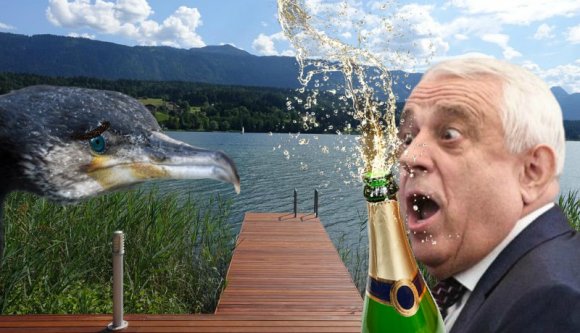 A kormoránok olyan rossz hírt kaptak, hogy biztos kiejtették a zsákmányt a csőrükből