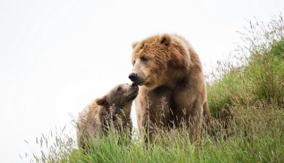 Két bocsa őrizte egy elaltatott anyamedve álmát, majd felébredt, és visszamentek az erdőbe (VIDEÓval)