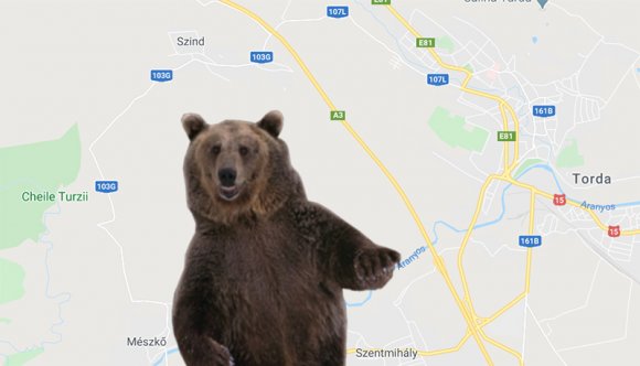 Tehenet ölt a medve Kolozsvár mellett