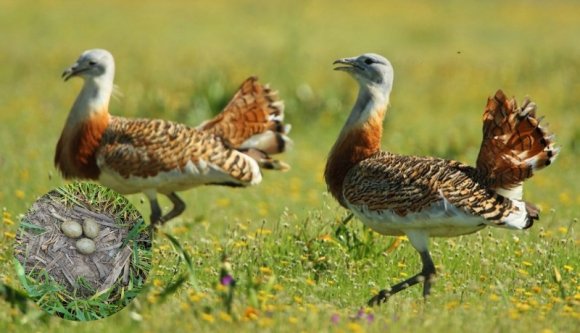 Ha a delfinek nem is, egy kihaltnak nyilvánított állatfaj visszatért a Partiumba