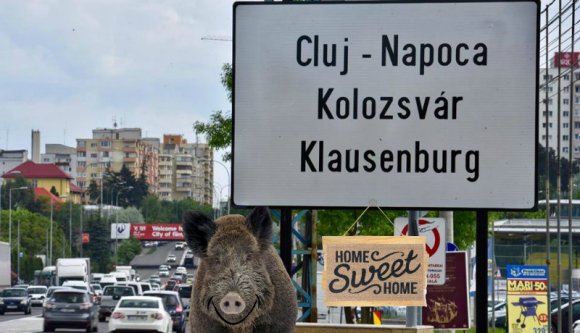 Megzavarta a vaddisznó esti kocogását egy autó Kolozsvár legnagyobb tömbháznegyedében (VIDEÓval)