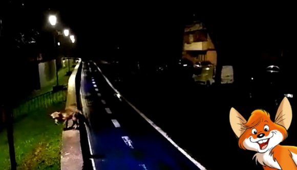 Aradra visszatértek a delfinek… mármint a rókák, de azokból egy teljes család (VIDEÓval)