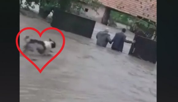 Ismerjék meg Bruno kutyát, aki vízbe ugrott, hogy segítsen egy idős asszony kimentésében (VIDEÓval)