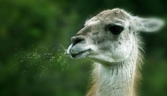 Régi hagyomány a köpködés a fociban, de a román pályákon mostantól nagyon durva szankció jár érte