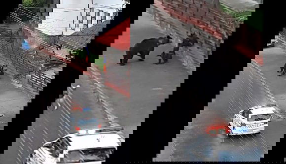 Tessék nézni, milyen szépen hajtja a rendőr a mackónyájat! (VIDEÓval)