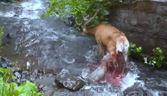 Megsebesült a feneke, mégis megmenekült két farkas karmai közül egy szarvas (VIDEÓval)