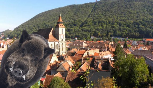 Úgy tűnik, a vadállatok megkedvelték a szép nagy erdélyi városokat