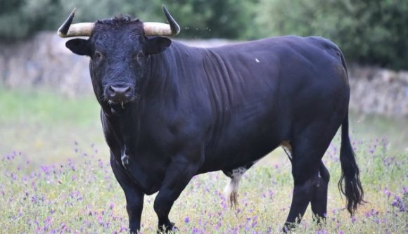 Egy megvadult bika felöklelte és megölte a gazdáját Tordaszentlászlón
