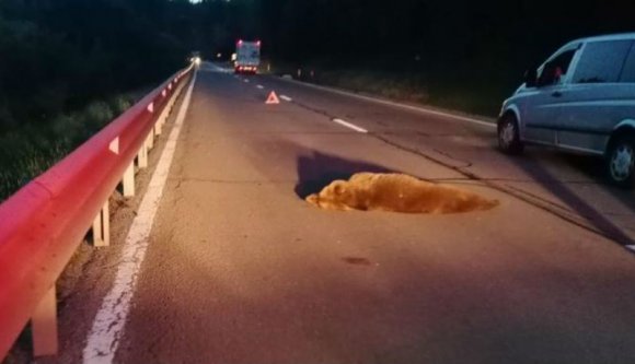 Rég nem adhattunk hírt a székelyföldi közutakon halálra gázolt medvéről