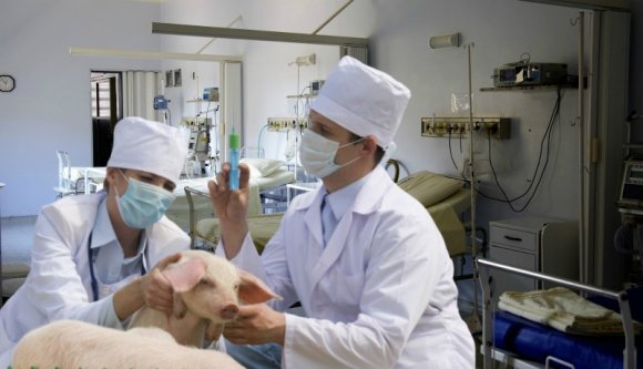 Semmi, csak kiküldtek egy állatorvost, hogy ellenőrizzen egy megyei kórházat járványügyi szempontból...