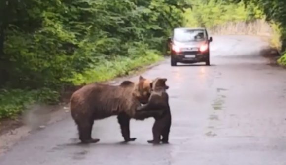 Állt a forgalom a Szent Anna-tó fele vezető úton, mert medvék szórakoztak az út közepén (VIDEÓval)