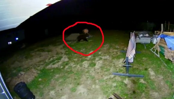 Ha két lábra állnak, a medvék már belátnak a kincses Kolozsvárra (VIDEÓval)