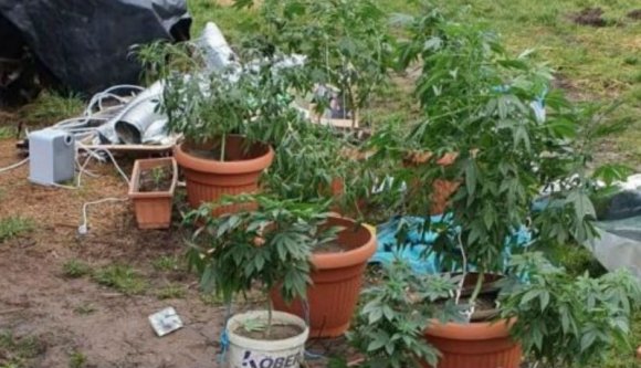 Nem lehet elég korán kezdeni: egy 18 éves Maros megyei srác vadkendert termesztett és pirotechnikai eszközöket árult