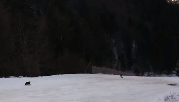„Siess és ne nézz hátra, mert üldözőbe vett egy medve!” – kiabálták a libegőről egy síelőnek Predeálon (VIDEÓval)