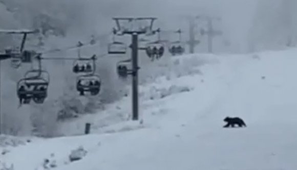 Nálunk a medvék már nem hibernálnak, hanem sízni járnak (VIDEÓval)