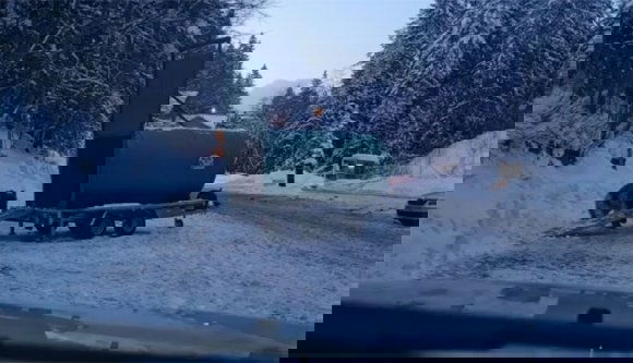 Így fogták be a Predeálon síelőt hajkurászó medvét (VIDEÓ)