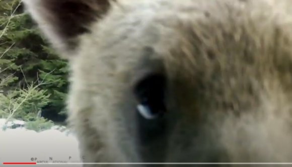 Nézzen rosszcsont medvebocsot, amint épp térfigyelő kamerát rongál anyuci segítségével (VIDEÓval)
