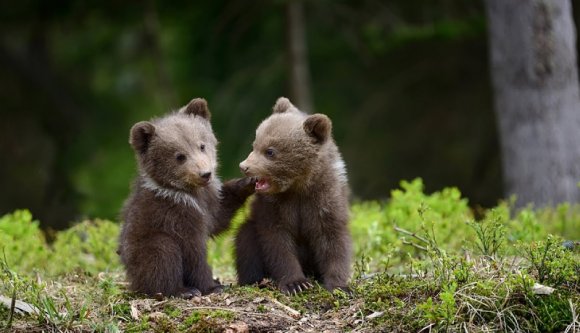 A melósok egyszerűen kihajigálták az apró medvebocsokat a barlangból (VIDEÓval)
