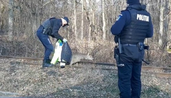 Tudja mikor visel rendőrkabátot az őzike? Nem, ez nem vicc… (VIDEÓval)