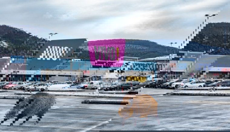 Nézze meg, milyen, amikor egy vaddisznó mallba megy! (VIDEÓval)