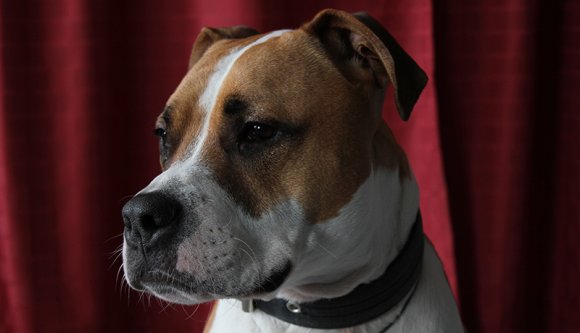 Megölt egy kutyát, egy év letöltendőt kapott