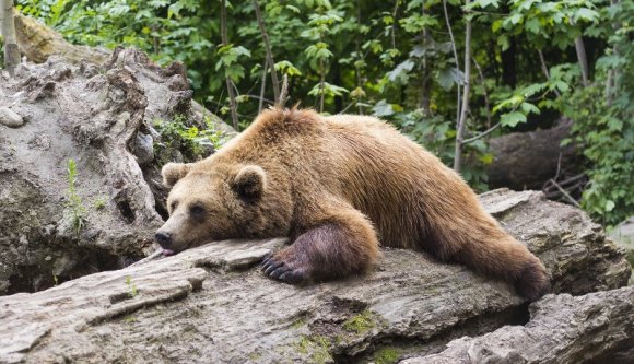 A síelőt üldöző predeáli medve már Bihar megyében „méhészkedik”
