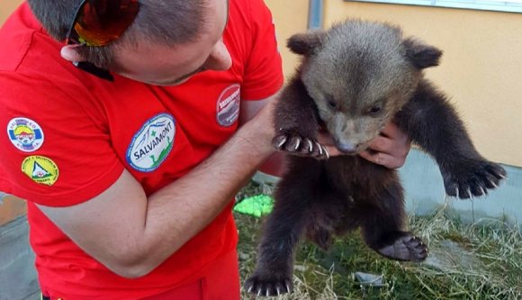 (Nem plüss)mackóra bukkantak a Hargita megyei hegyimentők