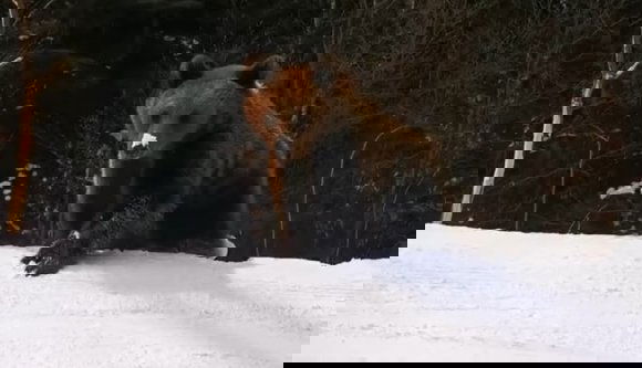 Egymást érik ma a medvés hírek: egy férfi kórházba került, miután megtámadta egy nagyvad (VIDEÓval)