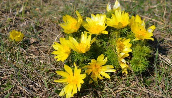 A héten még hűvös lesz, de aztán elvileg tényleg megérkezik az a fránya tavasz