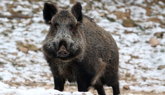 Videóra vették, ahogy egy medve elkap egy vaddisznót az Erdélyi-szigethegységben (VIDEÓ)