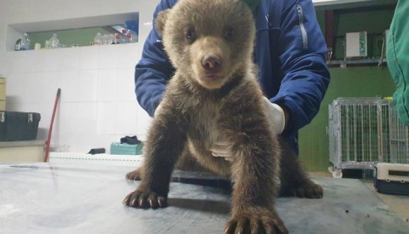 Románia, 2021, állatvédelem: megmentettek két medvebocsot, 10 ezer lejes büntetést kaptak