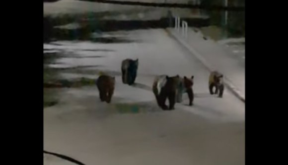 Megelégelték a lakosok, hogy éjszakánként egy öttagú medvecsalád portyázza végig a sinaiai kukákat (VIDEÓval)