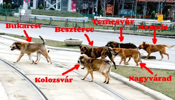Mioritikus városgazdátlanság, felsőfokon